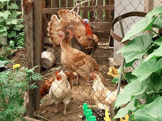 Прелести жизни за городом