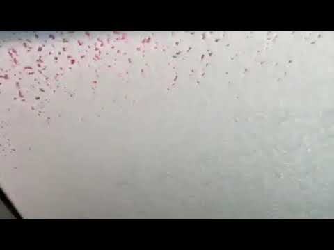 Kwik Star with the boys