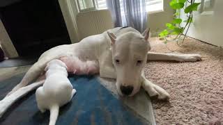 Mata Dogo Argentino Best Dogo Mom