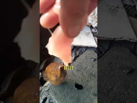 Belut Liar Ini Selalu Muncul Saat Orang yang Memberinya Makan Datang 🥹