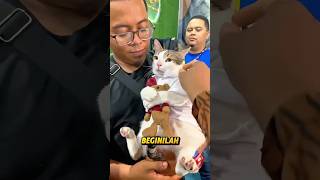 Download lagu Kucing Ini Ngambek Parah Gara-Gara Bonekanya Diambil! #shorts #kucingviral #boneka #videoviral mp3