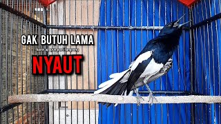 Download lagu SUARA BURUNG kacer gacor NGEPLONG TARUNG ini paling AMPUH buat PANCINGAN KACER agar EMOSI mp3