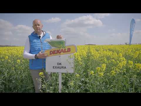 DK Excited i DK Exaura mają to, czego oczekujesz