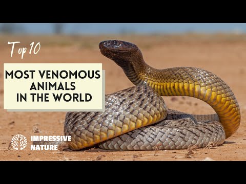 Top 10 Most Venomous Animals in the World! 🕷️🐍