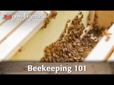 Beekeeping for Dummies: Your First Hive | Vibepedia