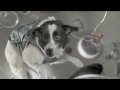 Trentemøller: Moan (Official music video) 