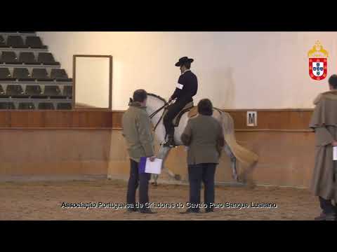 220129 23 Lancelot (SPA) - Aprovação de Garanhões