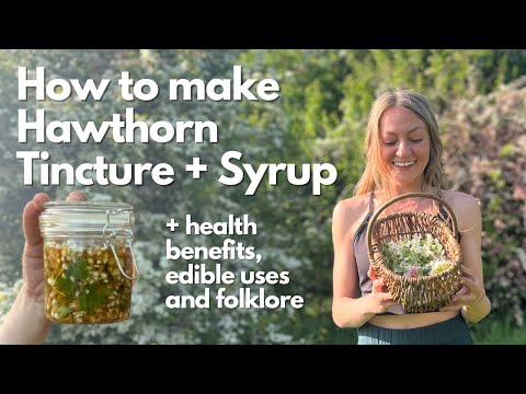 The Magic of Hawthorn: Edible & Medicinal Benefits, Weird Facts & Folklore + 2 Healing Recipes