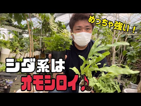 シダを室内に取り込む時期はいつ？簡単にメンテナンスするにはどうすればよいでしょうか?  庭園