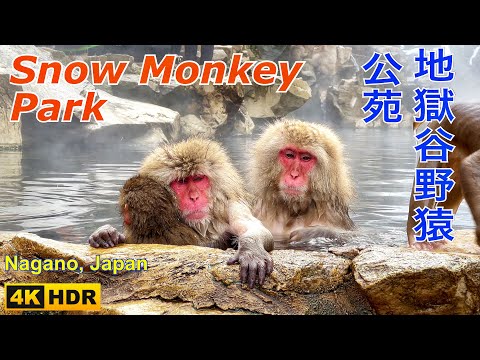 Snow Monkey Park 地獄谷野猿公苑 (4K HDR) Nagano, Japan (地獄谷温泉)