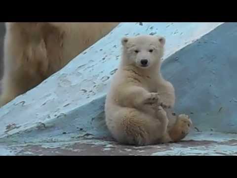 Наш белый медвежонок Новосибирский зоопарк
