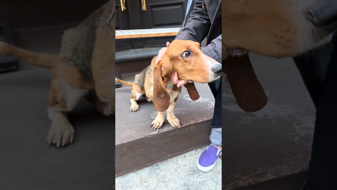 Enlarge Glossy, an adopted Basset Hound in Short Hills, NJ video 6/6