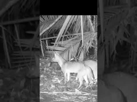 Três Raposas aparecem para comer  bananas e depois levam o que conseguem  para a  toca. #wildlife 🦊