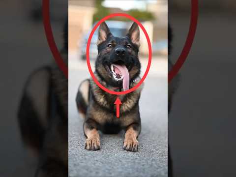 5 Types of German Shepherds:Different Lines, Different Powers #germanshepherd #k9unit  #dog