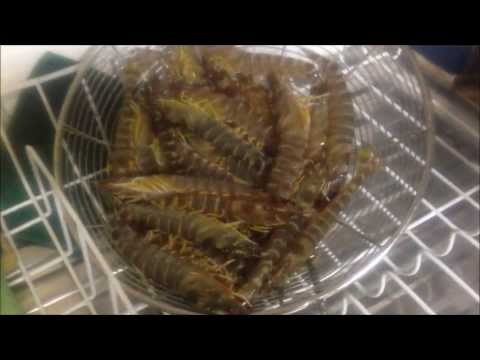 download lagu mp3 mp4 Live Prawns For Sale Uk, download lagu Live Prawns For Sale Uk gratis, unduh video klip Live Prawns For Sale Uk