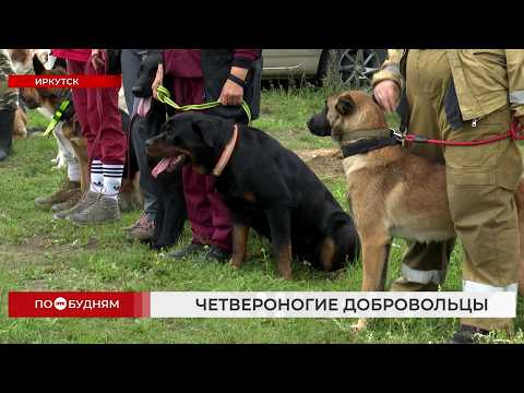 Четвероногие волонтёры: как в Иркутске тренируют собак-поисковиков