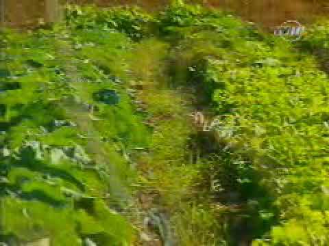 Naturambjent - Il-Ġnien Tal-Kmand