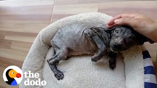 Puppy Thrown In Trash Is Unrecognizable Now | The Dodo