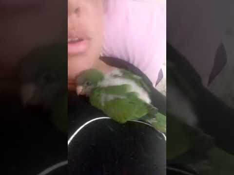 Caturrita dormiu ao som de atirei o pau no gato