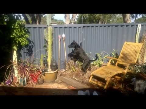 YouTube video about: How to keep neighbors dog from jumping on my fence?
