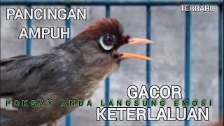 Download lagu Empukya Suara Burung Poksay Mandarin gacor Terbaik,Memukau Buat Pancingan Poksay anda langsung bunyi mp3