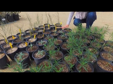 Gardening Tip: Milkweed