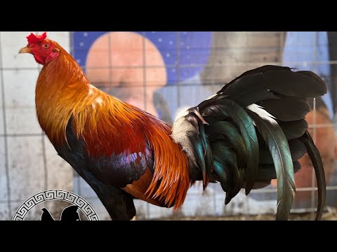 Sweater Stag out of Slick Lizard 🦎