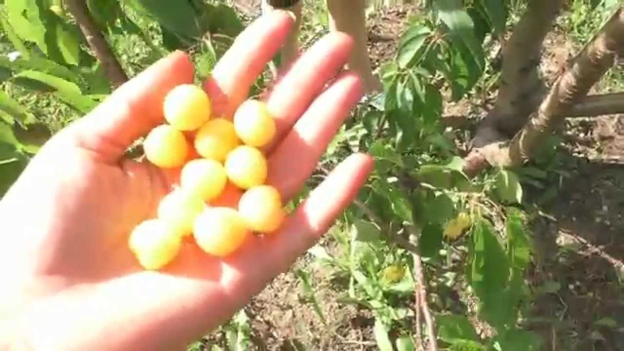 Черешня желтая Чермашная