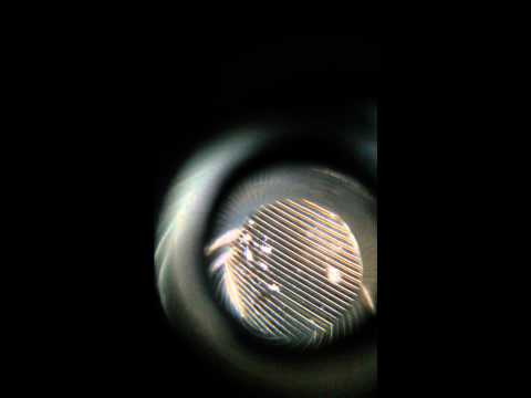 30 days wild Feather mites on a crow