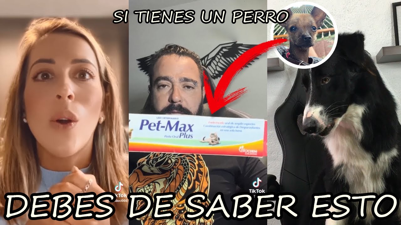 Watch Éste MEDICAMENTO podría MATAR a tu PERRO | IMPORTANTE QUE SEPAS ÉSTO Now Éste MEDICAMENTO podría MATAR a tu PERRO | IMPORTANTE QUE SEPAS ÉSTO