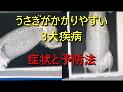 ウサギの粘液腫症 - 症状と予防