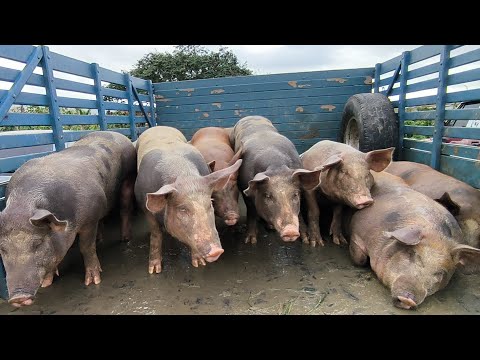 FEIRA DE ANIMAIS DE PUXINANÃ-PB SEGUNDA FEIRA 