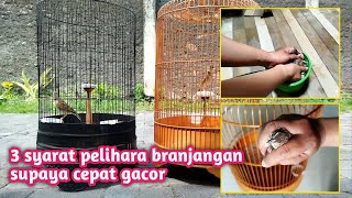 Download lagu PAY ATTENTION TO THESE 3 THINGS, IF YOU WANT A BRANJANGAN THAT SINGS QUICKLY AND OPENS ITS WINGS‼️ mp3 Download lagu PAY ATTENTION TO THESE 3 THINGS, IF YOU WANT A BRANJANGAN THAT SINGS QUICKLY AND OPENS ITS WINGS‼️ mp3