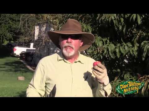 Summer Pruning Fruit Trees