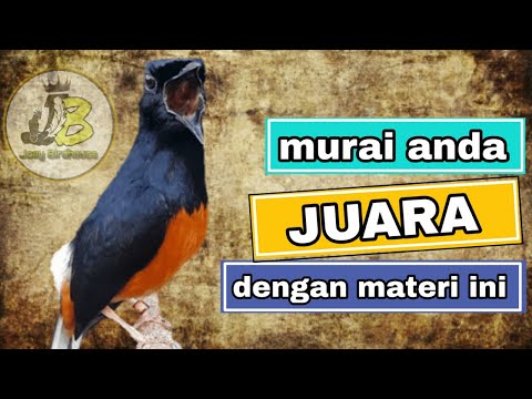 download lagu mp3 mp4 Jenis Burung Yang Bagus Untuk Masteran Murai Batu, download lagu Jenis Burung Yang Bagus Untuk Masteran Murai Batu gratis, unduh video klip Jenis Burung Yang Bagus Untuk Masteran Murai Batu