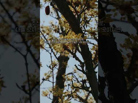 경산의 쉼터 남매지(SNS 홍보단)