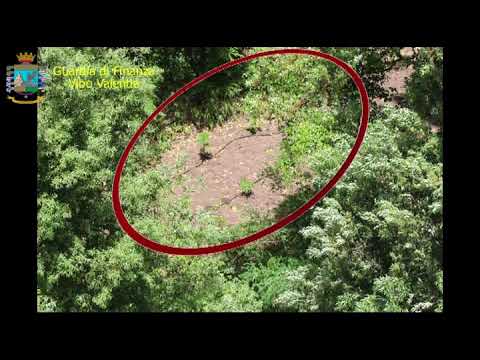 Piantagione di marijuana rinvenuta a Fabrizia