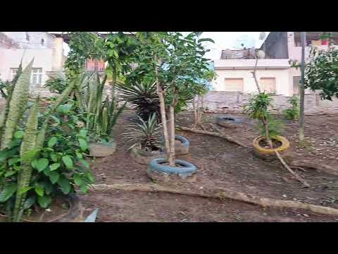 Catende ao Amanhecer O dia do Pernambuco Para O Brasil CASSIANO OFICIAL 8141