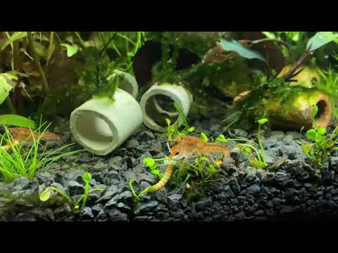 CPO (Orangener Zwergkrebs) frisst Mehlwurm