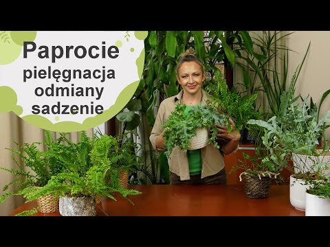 Paprocie. Uprawa, pielęgnacja, przesadzanie i odmiany paproci. Jak dbać o paprocie?