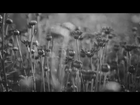 D.J. MacIntyre & Dr.B: Grey Gardens (Diego Berrondo & Alex Efe Remix)