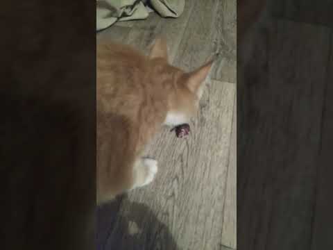 Кошки - мышки. Поймал мышь и постепенно съел...