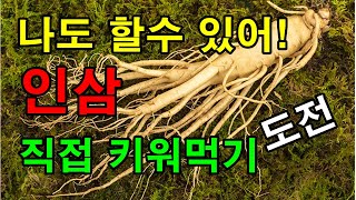 삼남자 인삼농장에서 나눔받은 인삼씨앗파종하기 / 이렇게 심어도 잘 자랄려나???