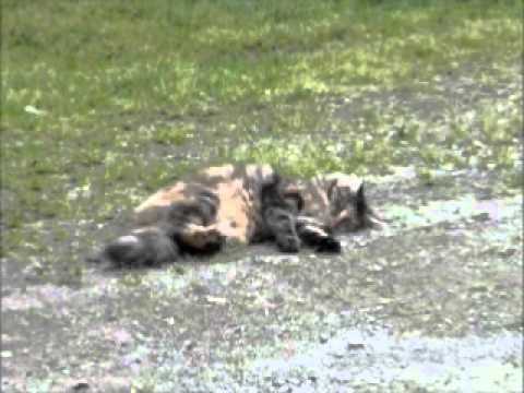 Katt jakter ikke fugl.wmv