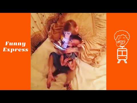 Funny monkeys will make you laugh hard | Funny Complilation | Funny Express