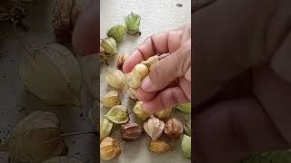 Download lagu panen buah ciplukan di kebon mp3