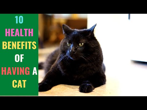 10 HEALTH BENEFITS OF HAVING A CAT