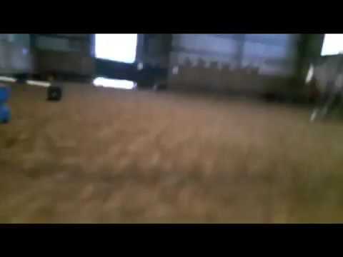 Hälbchen Springpferd 2005 von Hogwart × Grannus