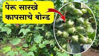 कापसाच्या बोंडाची साईज सर्वात मोठी 🔥⚡Krushimitra Vishal Kapus pik mahiti