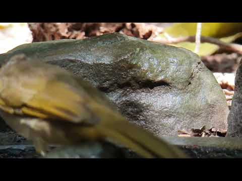 Bulbul ozdobný (Pycnonotus finlaysoni) — spev a hlas v prírode